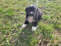 Black , a male German Shepherd Dog and Labrador Retriever for sale in Westland, MI – Photo 1 of 4