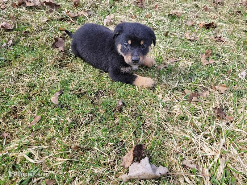 Jack  – German Shepherd Dog, Labrador Retriever puppy for sale in Westland, MI