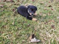 Jack , a male German Shepherd Dog and Labrador Retriever for sale in Westland, MI – Photo 1 of 5
