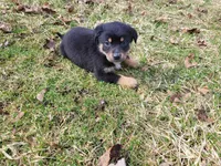 Jack , a male German Shepherd Dog and Labrador Retriever for sale in Westland, MI – Photo 5 of 5