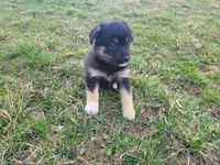 Alex, a male German Shepherd Dog and Labrador Retriever for sale in Westland, MI – Photo 2 of 5