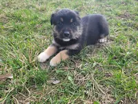 Alex, a male German Shepherd Dog and Labrador Retriever for sale in Westland, MI – Photo 3 of 5