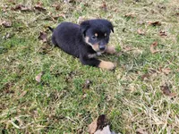 Jack , a male German Shepherd Dog and Labrador Retriever for sale in Westland, MI – Photo 2 of 5