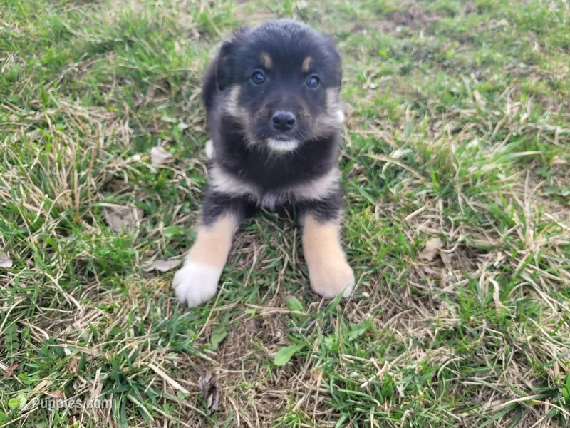 Alex – German Shepherd Dog, Labrador Retriever puppy for sale in Westland, MI