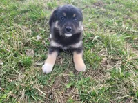 Alex, a male German Shepherd Dog and Labrador Retriever for sale in Westland, MI – Photo 1 of 5