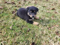 Jack , a male German Shepherd Dog and Labrador Retriever for sale in Westland, MI – Photo 4 of 5