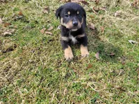 Jack , a male German Shepherd Dog and Labrador Retriever for sale in Westland, MI – Photo 3 of 5