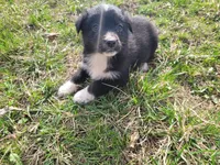 Black , a male German Shepherd Dog and Labrador Retriever for sale in Westland, MI – Photo 2 of 4