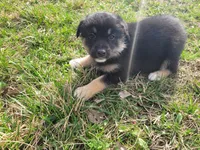 Alex, a male German Shepherd Dog and Labrador Retriever for sale in Westland, MI – Photo 5 of 5
