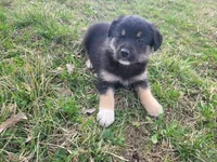 Alex, a male German Shepherd Dog and Labrador Retriever for sale in Westland, MI – Photo 4 of 5