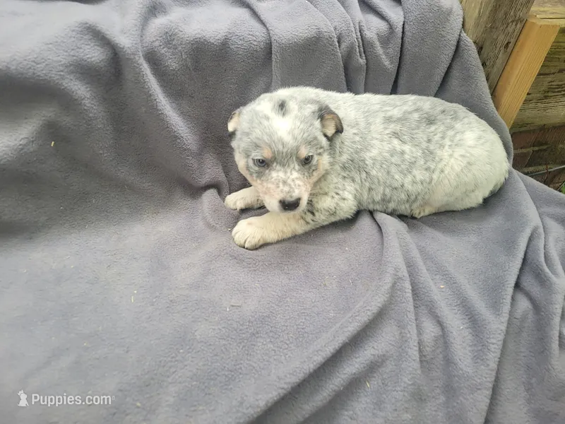 Jack  – Australian Cattle Dog puppy for sale in Westland, MI