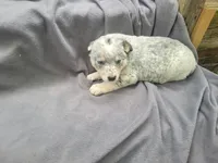 Jack , a male Australian Cattle Dog for sale in Westland, MI – 1 of 4