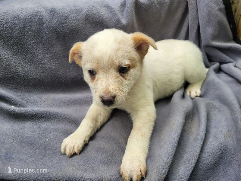 Jack  – Australian Cattle Dog puppy for sale in Westland, MI