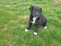 Black , a male Australian Shepherd for sale in Westland, MI – Photo 2 of 4