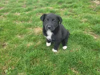 Black , a male Australian Shepherd for sale in Westland, MI – Photo 4 of 4