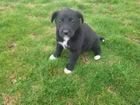 Black , a male Australian Shepherd for sale in Westland, MI – Photo 3 of 4