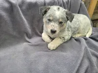 Jack , a male Australian Cattle Dog for sale in Westland, MI – 4 of 4