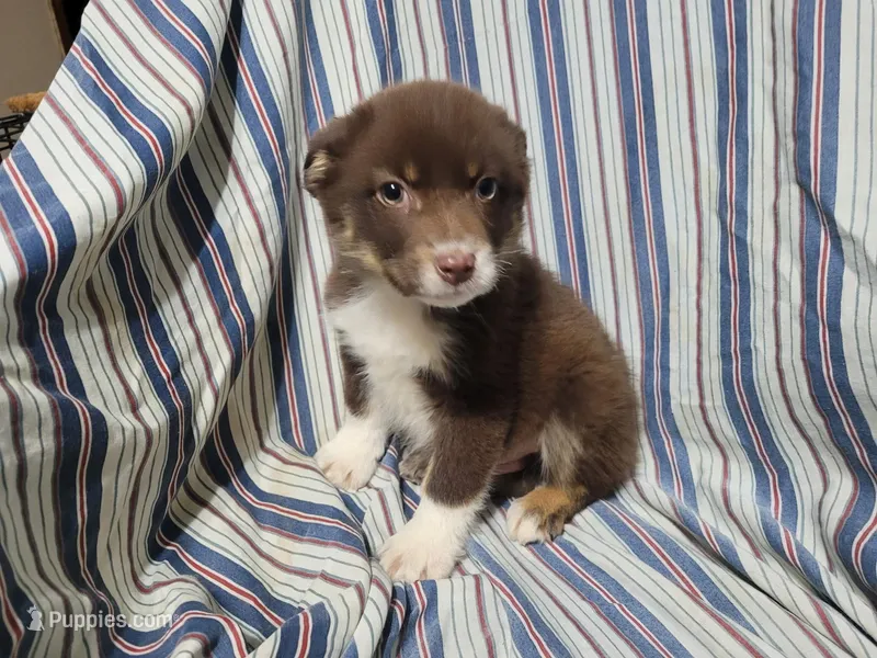 Brown, a male Australian Shepherd for sale in Westland, MI – Photo 1 of 3