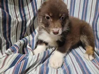 Brown, a male Australian Shepherd for sale in Westland, MI – Photo 2 of 3