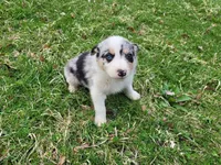 Jack , a male Australian Shepherd for sale in Westland, MI – Photo 3 of 4