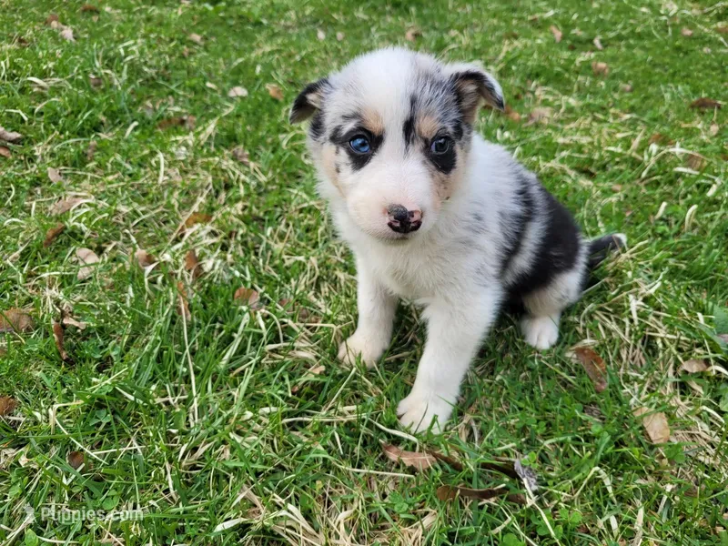 Jack  – Australian Shepherd puppy for sale in Westland, MI