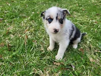 Jack , a male Australian Shepherd for sale in Westland, MI – Photo 1 of 4