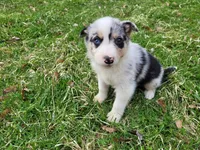 Jack , a male Australian Shepherd for sale in Westland, MI – Photo 2 of 4