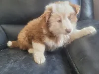 Stacy, a female Australian Shepherd for sale in Westland, MI – Photo 3 of 3