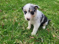 Jack , a male Australian Shepherd for sale in Westland, MI – Photo 4 of 4