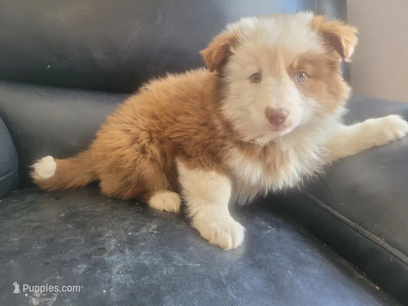 Stacy, a female Australian Shepherd for sale in Westland, MI – Photo 1 of 3