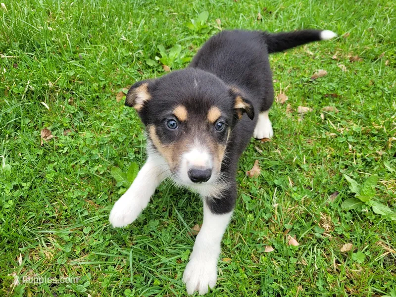 Jack  – Australian Shepherd puppy for sale in Westland, MI