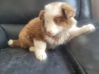 Stacy, a female Australian Shepherd for sale in Westland, MI – Photo 2 of 3