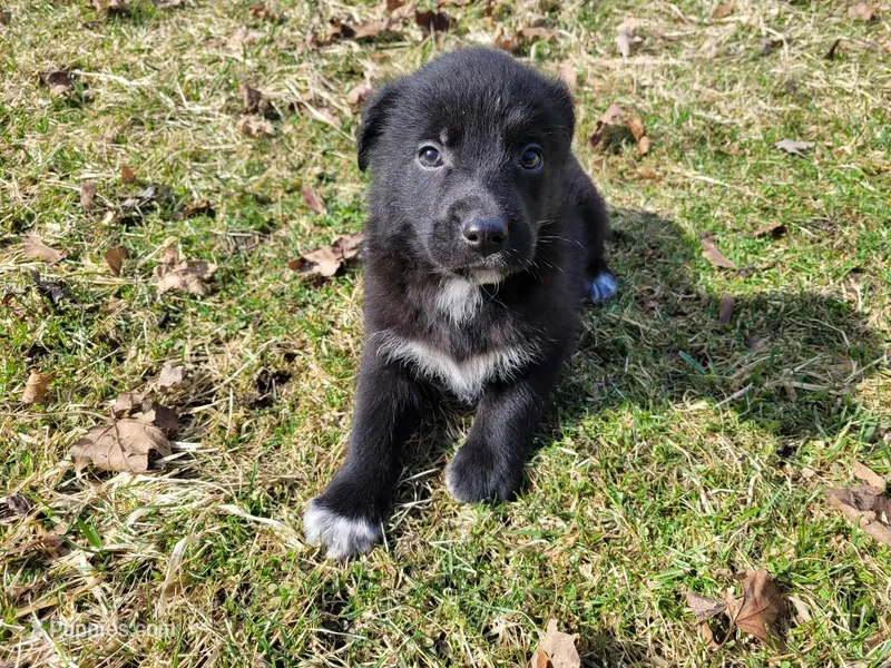 Black  – German Shepherd Dog, Labrador Retriever puppy for sale in Westland, MI