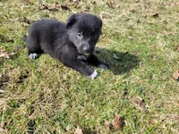 Black , a male German Shepherd Dog and Labrador Retriever for sale in Westland, MI – Photo 2 of 4