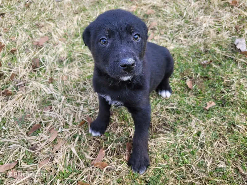 Black  – German Shepherd Dog, Labrador Retriever puppy for sale in Westland, MI