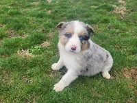 Alex, a male Australian Shepherd for sale in Westland, MI – Photo 4 of 4