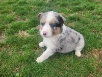 Alex, a male Australian Shepherd for sale in Westland, MI – Photo 3 of 4