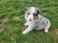 Alex, a male Australian Shepherd for sale in Westland, MI – Photo 2 of 4