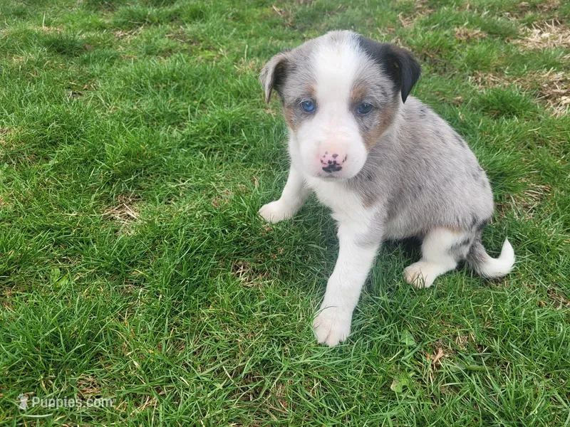 Abe – Australian Shepherd puppy for sale in Westland, MI