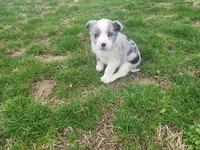 Abe, a male Australian Shepherd for sale in Westland, MI – Photo 2 of 3