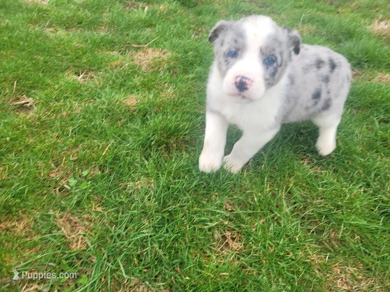 Abe, a male Australian Shepherd for sale in Westland, MI – Photo 1 of 3