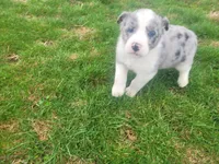 Abe, a male Australian Shepherd for sale in Westland, MI – Photo 1 of 3