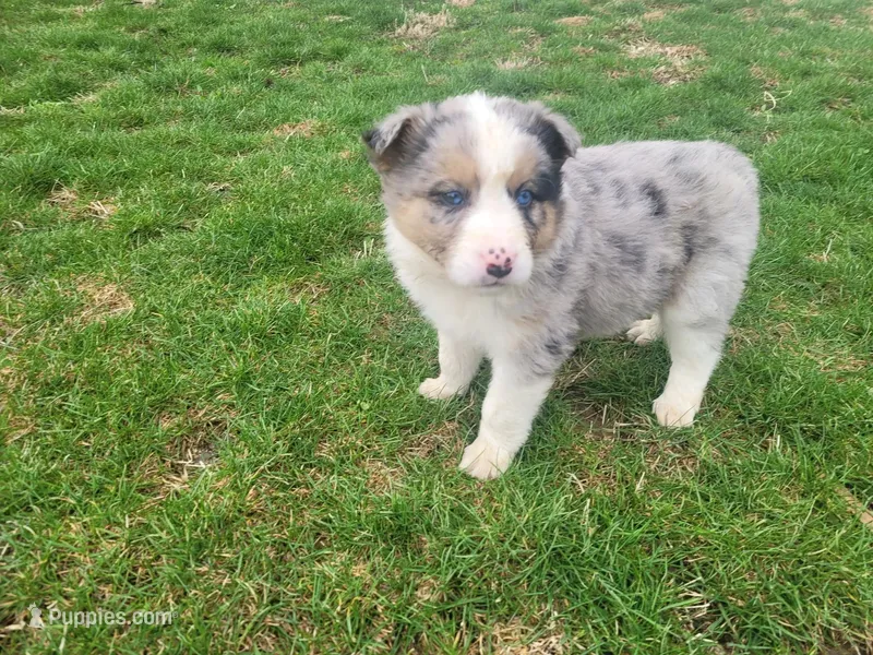 Alex – Australian Shepherd puppy for sale in Westland, MI