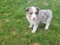 Alex, a male Australian Shepherd for sale in Westland, MI – Photo 1 of 4