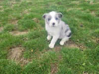 Abe, a male Australian Shepherd for sale in Westland, MI – Photo 3 of 3