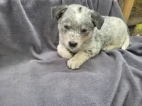 Jack , a male Australian Cattle Dog for sale in Westland, MI – 3 of 4