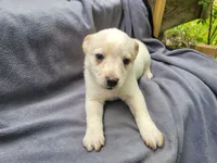 Jack, a male Australian Cattle Dog for sale in Westland, MI – 4 of 4