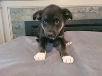 Alex, a male Siberian Husky and Labrador Retriever for sale in Westland, MI – 2 of 3