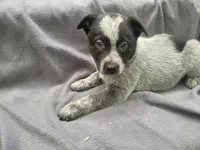 Stacy, a female Australian Cattle Dog for sale in Westland, MI – 2 of 4