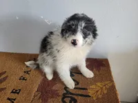 Susie, a female Australian Shepherd for sale in Westland, MI – Photo 3 of 3